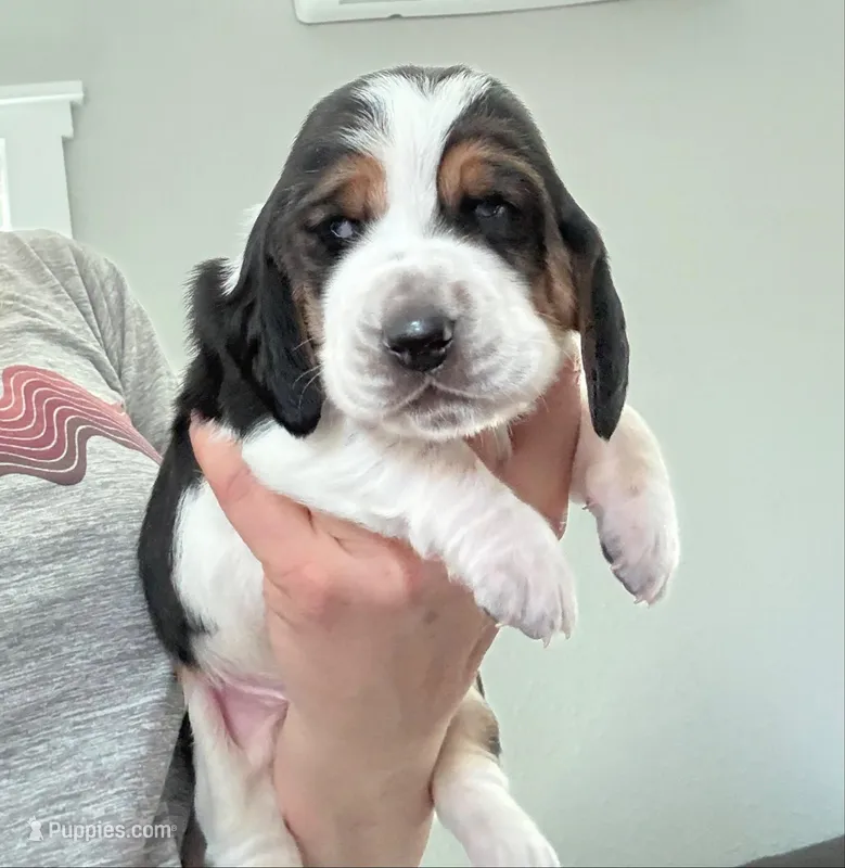 Diamond – Basset Hound puppy for sale in Colorado Springs, CO