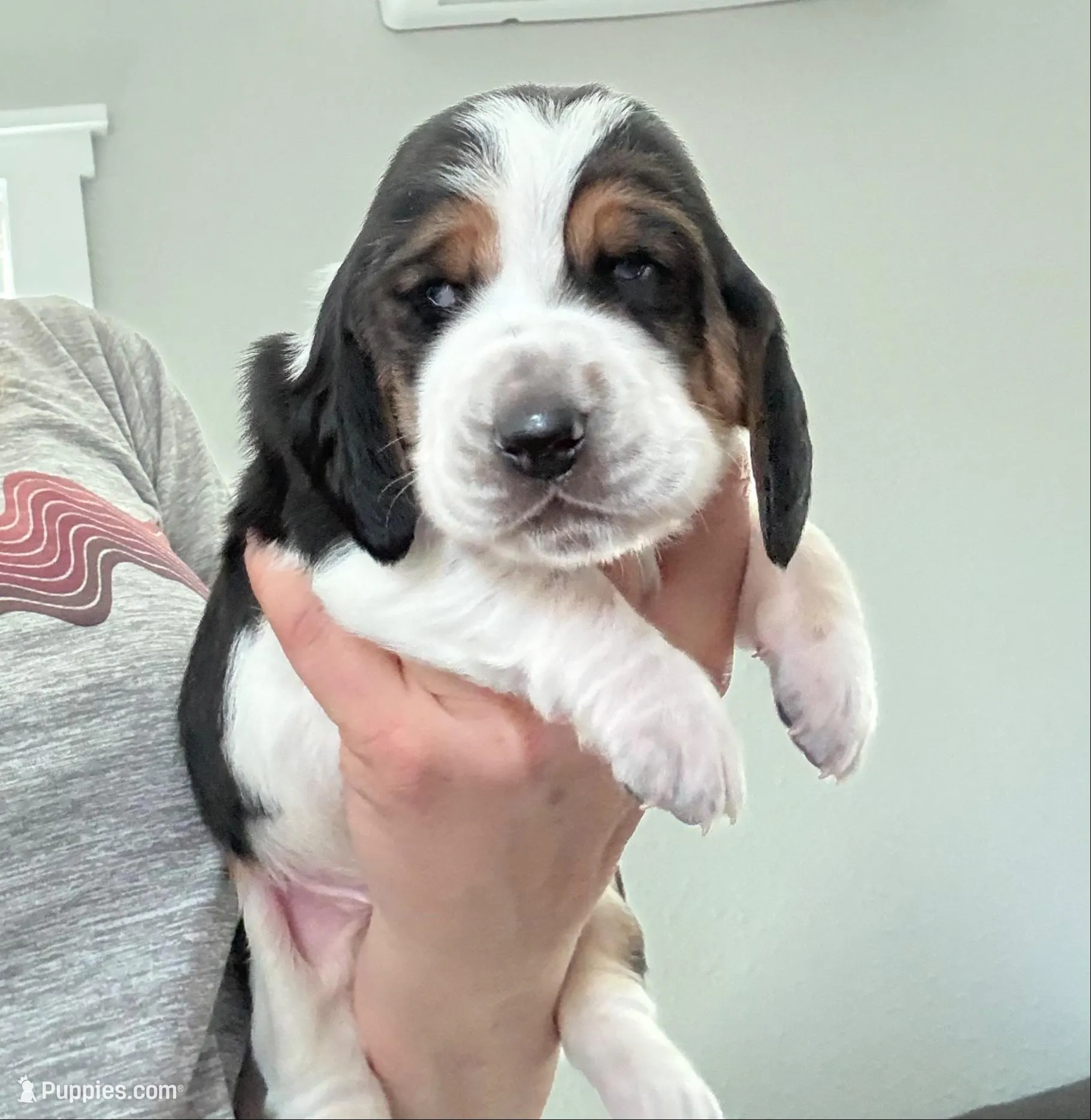 Diamond, a male Basset Hound for sale in Colorado Springs, CO – Photo 1 of 9