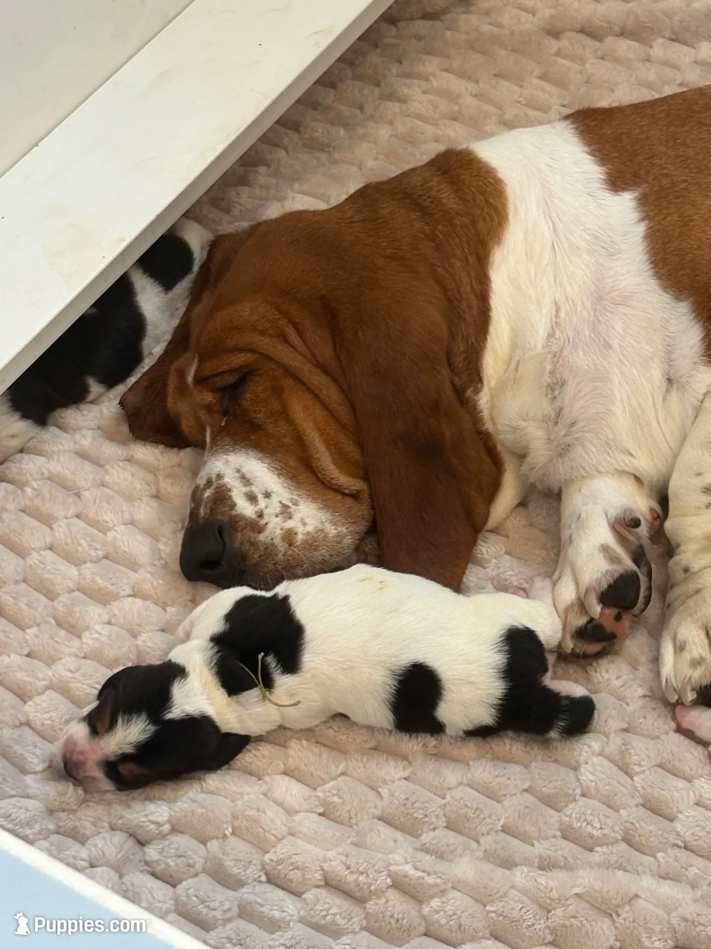 Golden girl, a female Basset Hound for sale in Colorado Springs, CO – 3 of 7