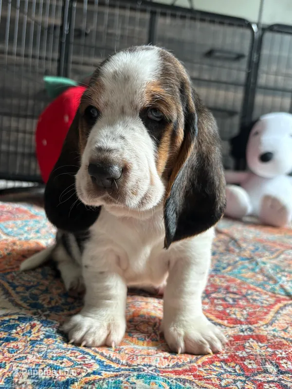 Big Blaze with spots – Basset Hound puppy for sale in Colorado Springs, CO