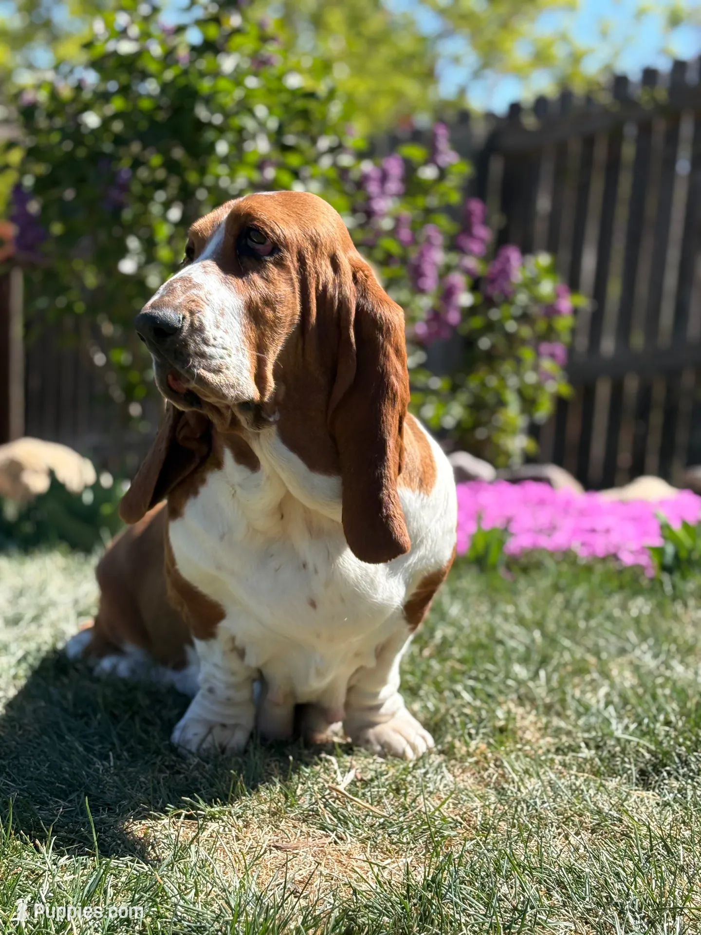  Big Blaze 2, a female Basset Hound for sale in Colorado Springs, CO – 5 of 6