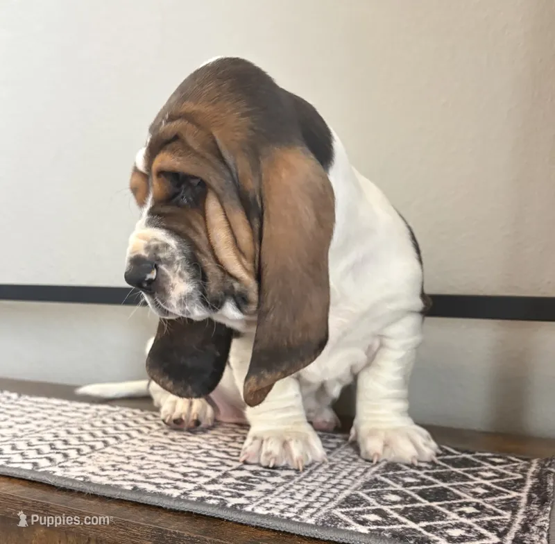 Star boy – Basset Hound puppy for sale in Colorado Springs, CO
