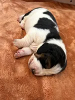 Big purple male, a male Basset Hound for sale in Colorado Springs, CO – 2 of 3
