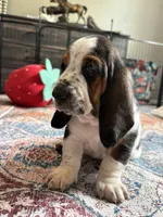  Big Blaze 2, a female Basset Hound for sale in Colorado Springs, CO – 2 of 6