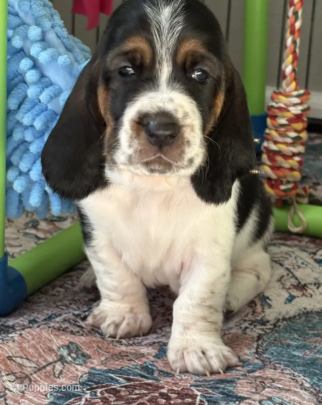 Light brown girl – Basset Hound puppy for sale in Colorado Springs, CO