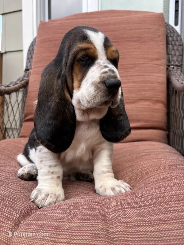 Spot – Basset Hound puppy for sale in Colorado Springs, CO