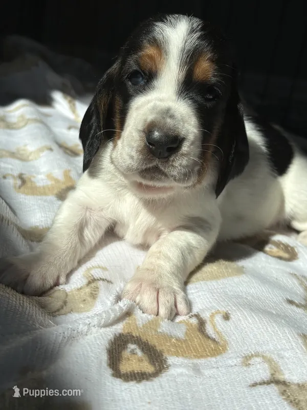 Golden girl – Basset Hound puppy for sale in Colorado Springs, CO