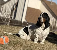 Walter Jr, a male Basset Hound for sale in Colorado Springs, CO – Photo 5 of 9
