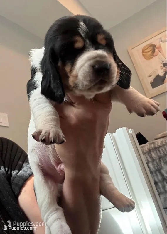 Walter Jr – Basset Hound puppy for sale in Colorado Springs, CO