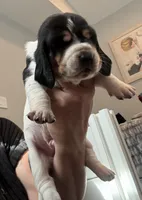 Walter Jr, a male Basset Hound for sale in Colorado Springs, CO – Photo 2 of 9