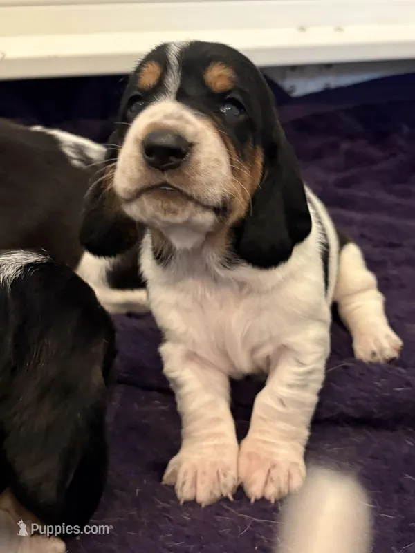 Walter Jr – Basset Hound puppy for sale in Colorado Springs, CO