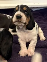 Walter Jr, a male Basset Hound for sale in Colorado Springs, CO – Photo 1 of 9