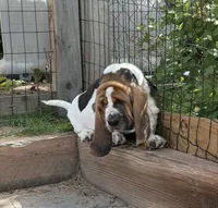 Euro Dewy, a male Basset Hound for sale in Colorado Springs, CO – 5 of 10
