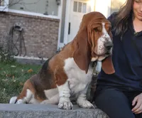 Golden girl, a female Basset Hound for sale in Colorado Springs, CO – 5 of 7