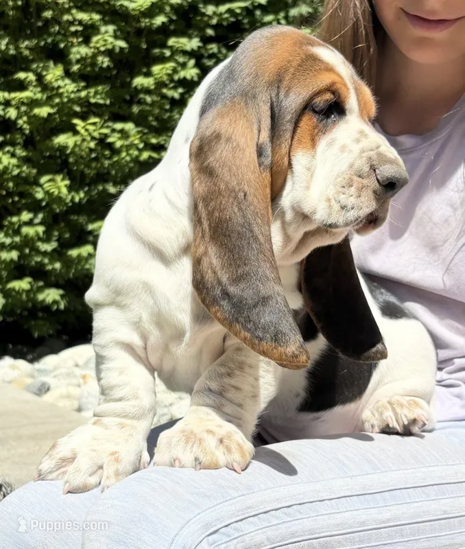 Belly spot – Basset Hound puppy for sale in Colorado Springs, CO