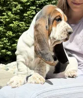 Belly spot, a male Basset Hound for sale in Colorado Springs, CO – 4 of 9