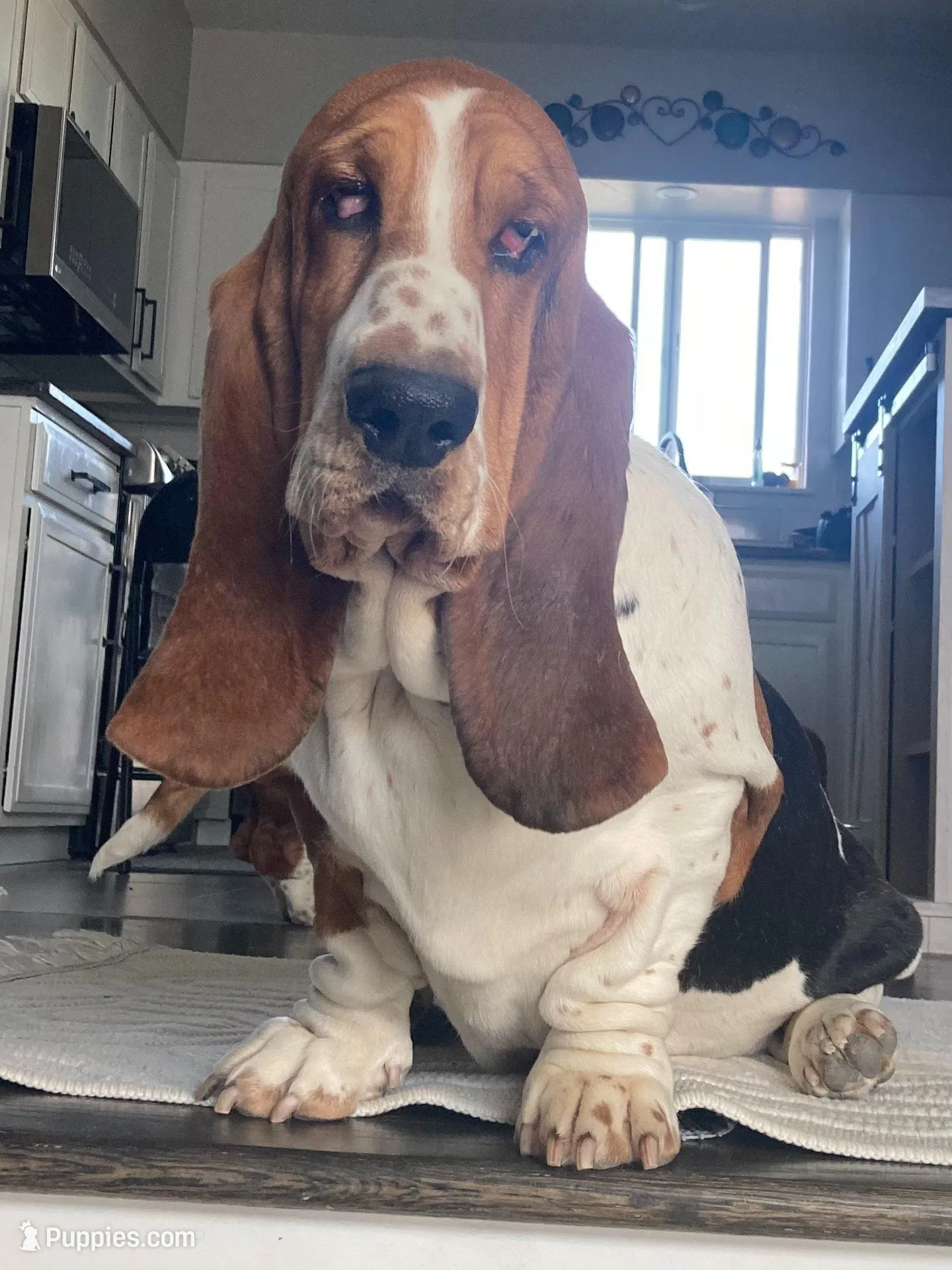 Snowman, a male Basset Hound for sale in Colorado Springs, CO – Photo 9 of 10