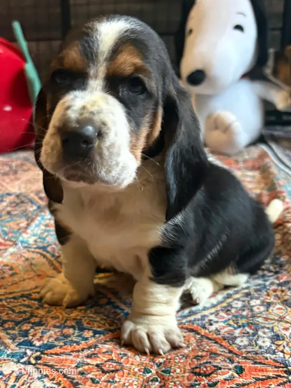 Diamond – Basset Hound puppy for sale in Colorado Springs, CO