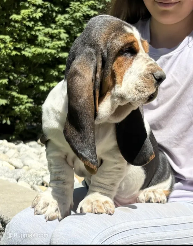 Spot – Basset Hound puppy for sale in Colorado Springs, CO
