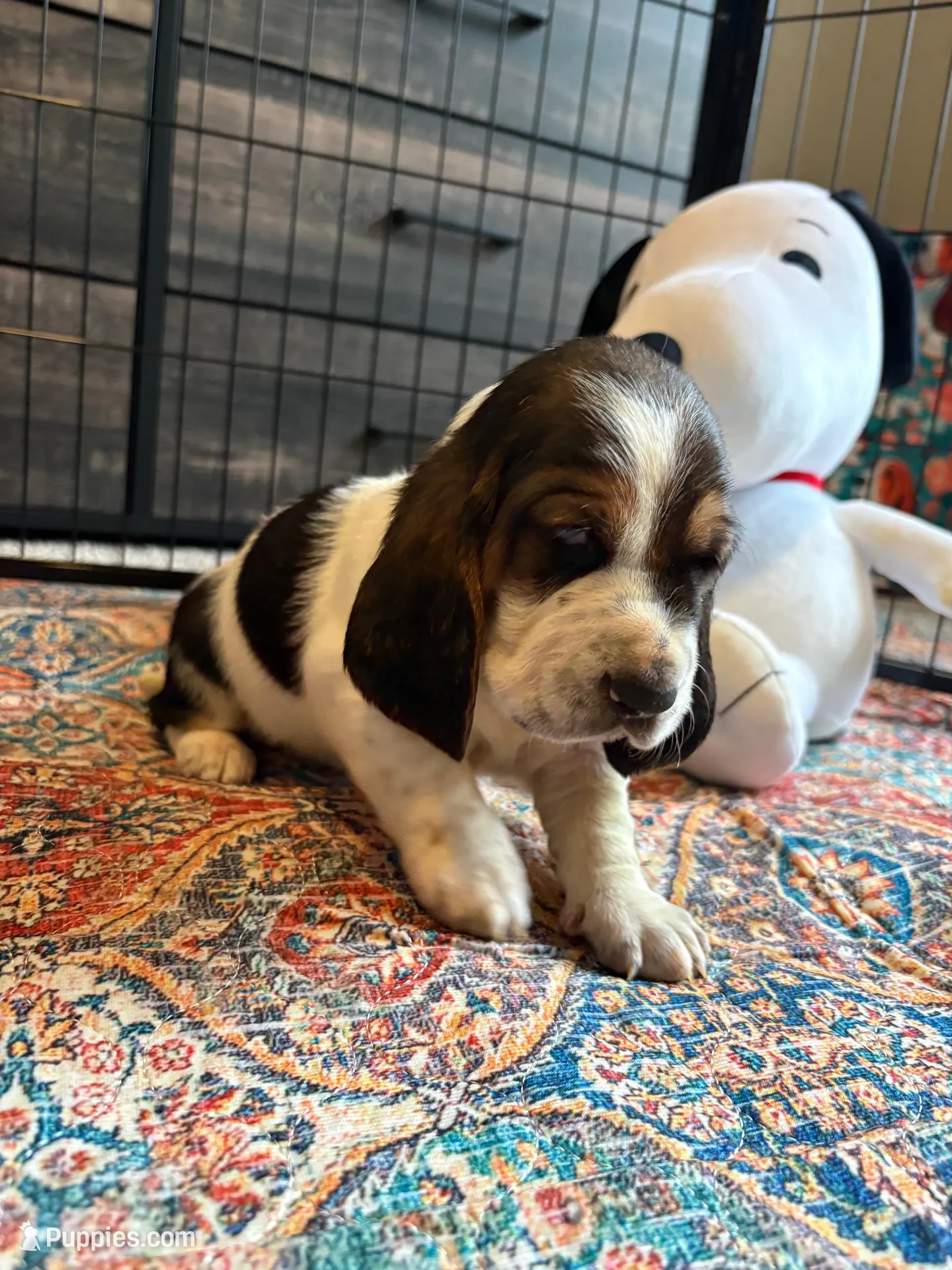 Belly spot, a male Basset Hound for sale in Colorado Springs, CO – 2 of 8