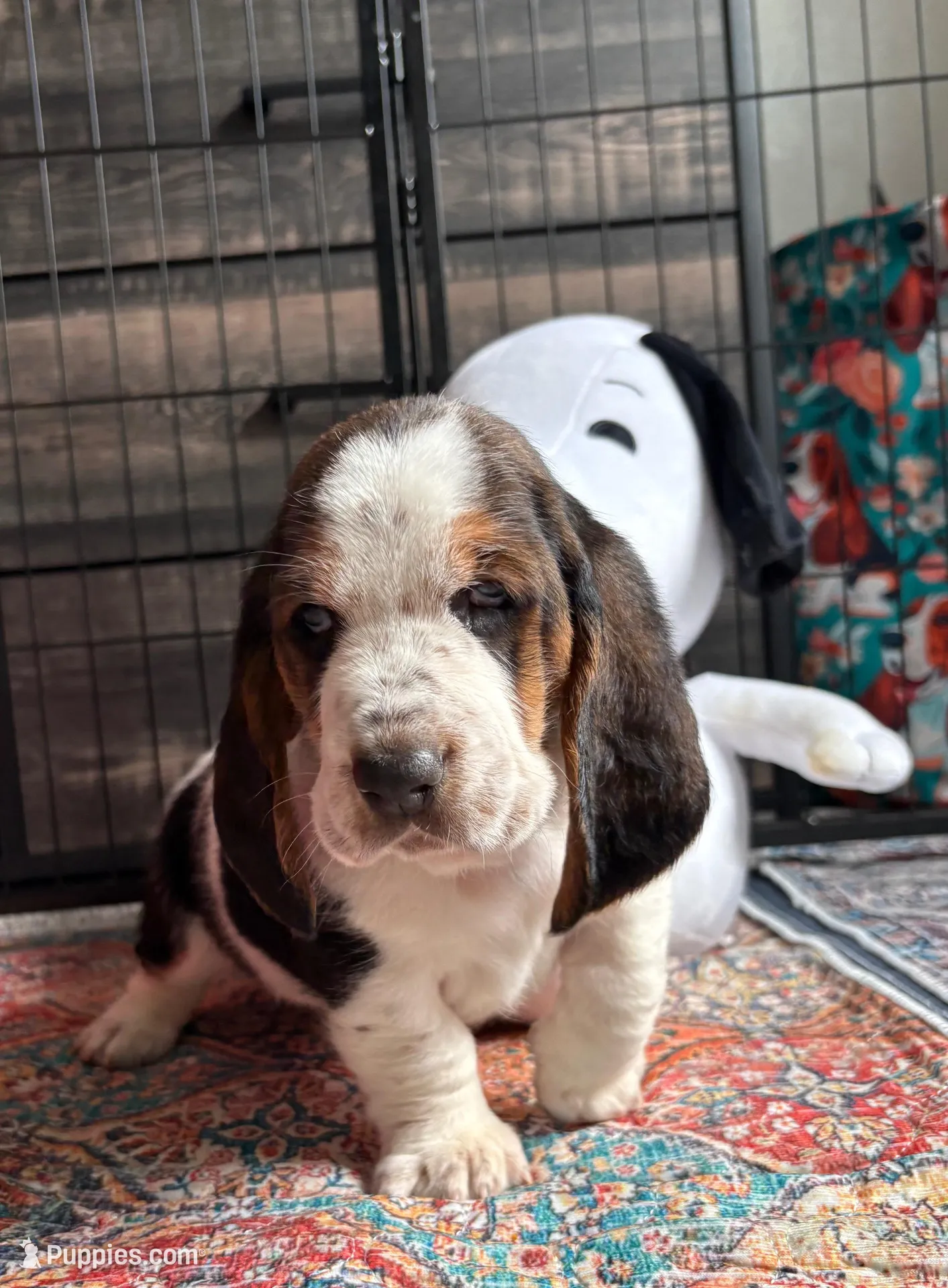 Big Blaze with spots, a female Basset Hound for sale in Colorado Springs, CO – 2 of 8