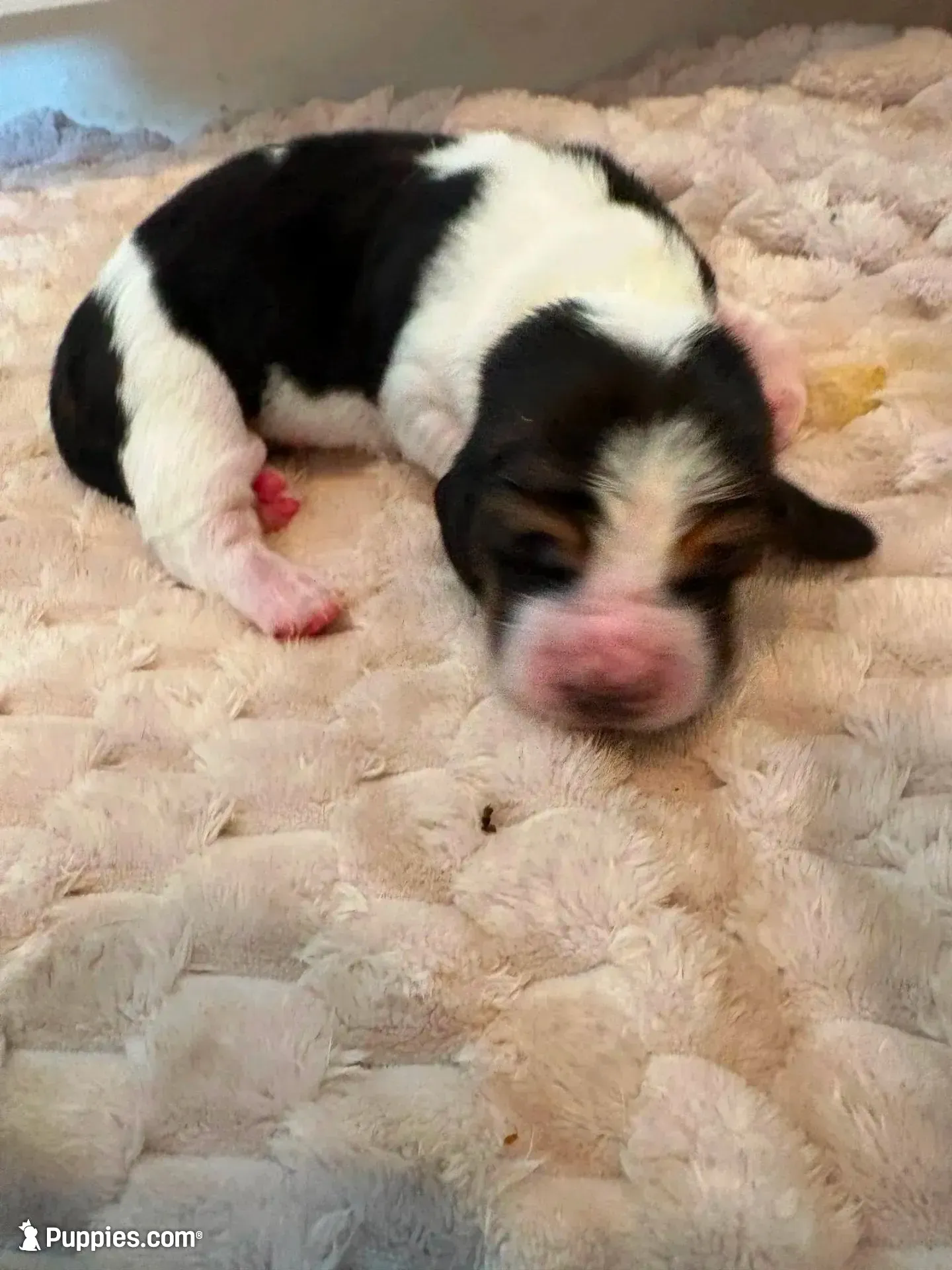 Orange girl, a female Basset Hound for sale in Colorado Springs, CO – 2 of 7