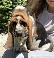 Euro Dewy, a male Basset Hound for sale in Colorado Springs, CO – 2 of 10
