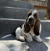 Euro Dewy, a male Basset Hound for sale in Colorado Springs, CO – 3 of 10