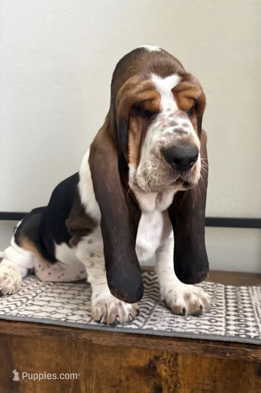 BigSpot – Basset Hound puppy for sale in Colorado Springs, CO