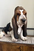 BigSpot, a male Basset Hound for sale in Colorado Springs, CO – 1 of 10