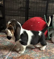 Spot, a male Basset Hound for sale in Colorado Springs, CO – 7 of 10