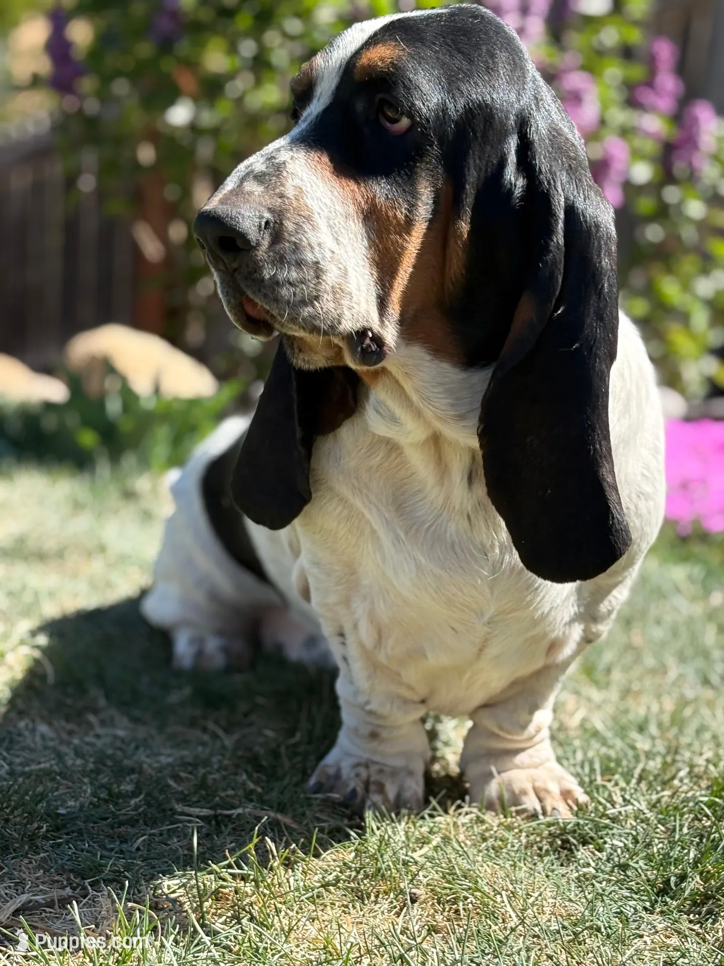 Star, a female Basset Hound for sale in Colorado Springs, CO – Photo 4 of 8