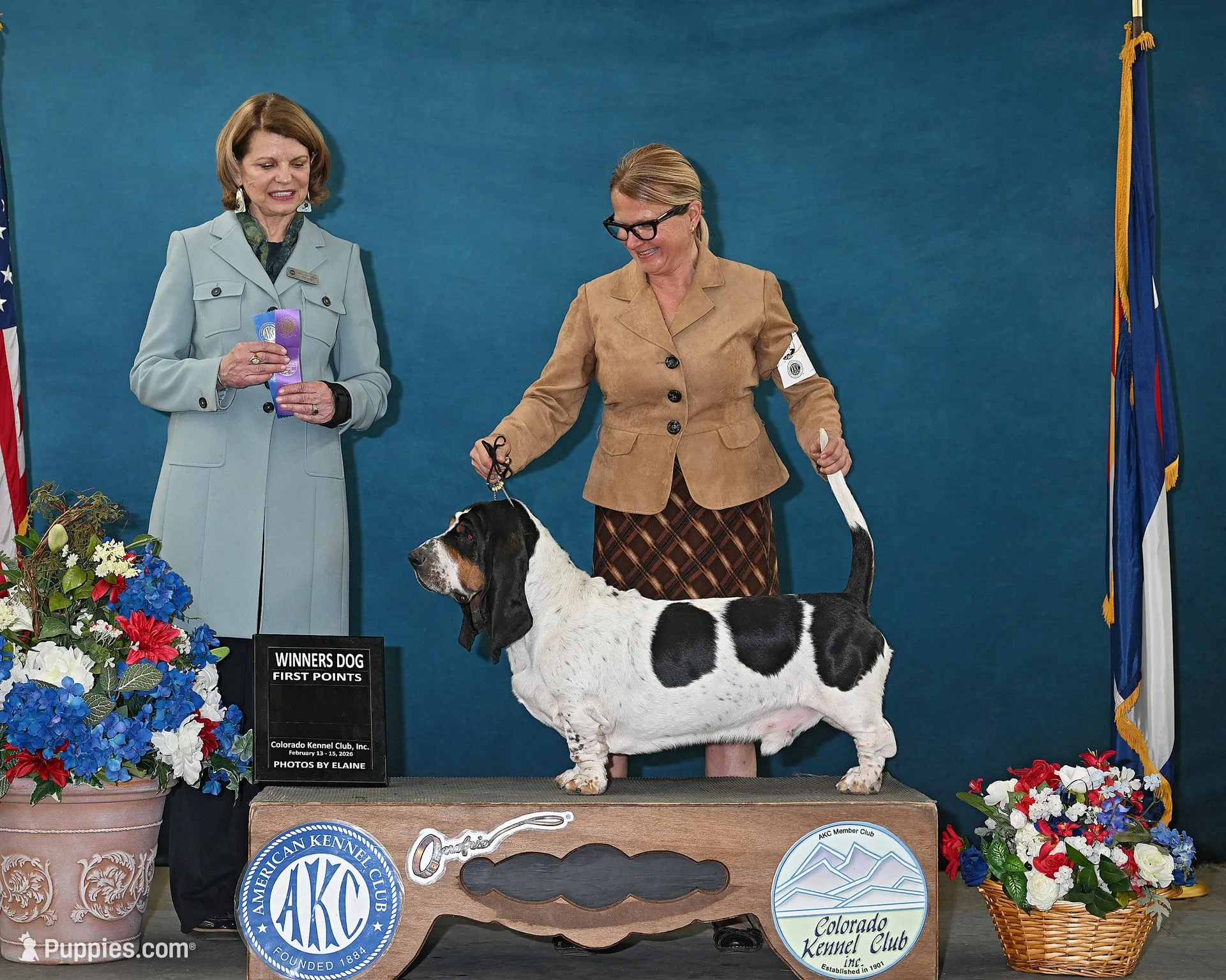 Spot, a male Basset Hound for sale in Colorado Springs, CO – Photo 5 of 6