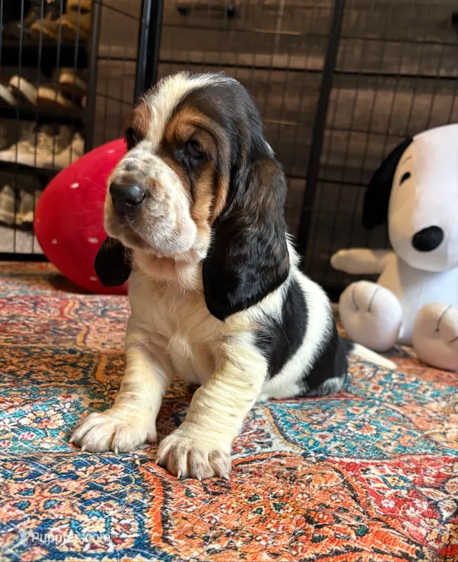 Spot – Basset Hound puppy for sale in Colorado Springs, CO