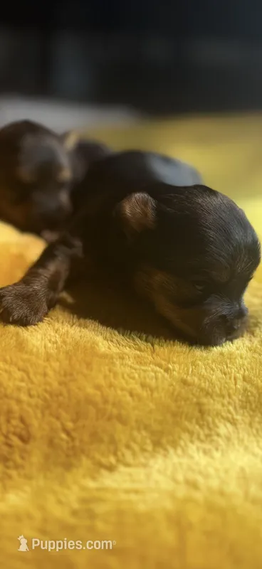 Royal Girl  – Yorkshire Terrier puppy for sale in Indianapolis, IN