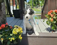 Póg, a male Border Collie for sale in New London, WI – 2 of 3