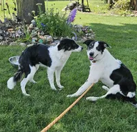 LTK's Póg Mo Thóin, a male Border Collie for sale in New London, WI – 2 of 5