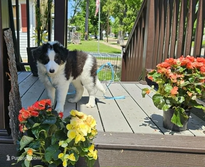 Scáth – Border Collie puppy for sale in New London, WI