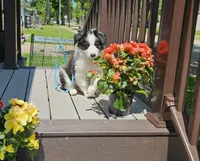Scáth, a male Border Collie for sale in New London, WI – 2 of 3