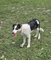 LTK's Póg Mo Thóin, a male Border Collie for sale in New London, WI – 3 of 5