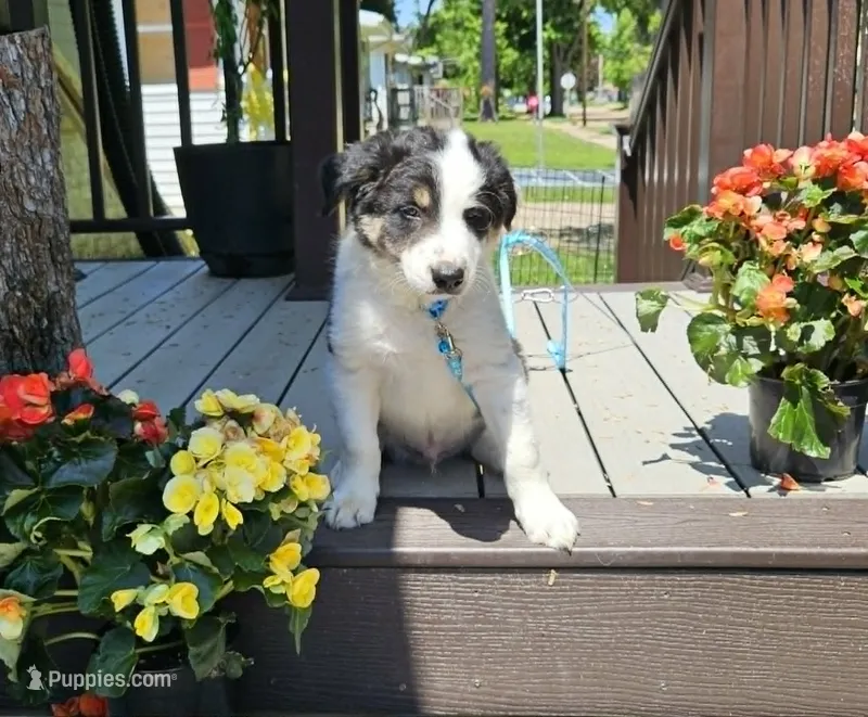 Póg – Border Collie puppy for sale in New London, WI