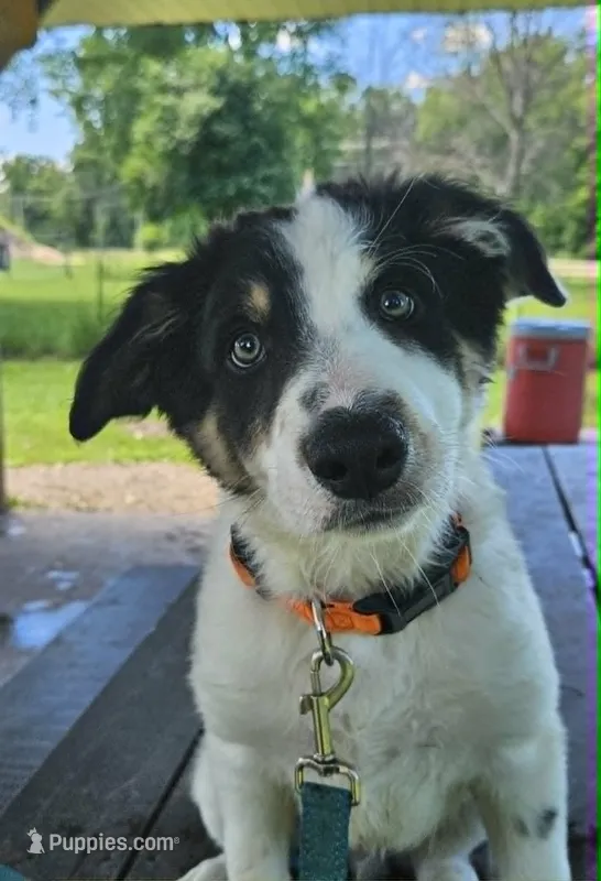 Póg – Border Collie puppy for sale in New London, WI
