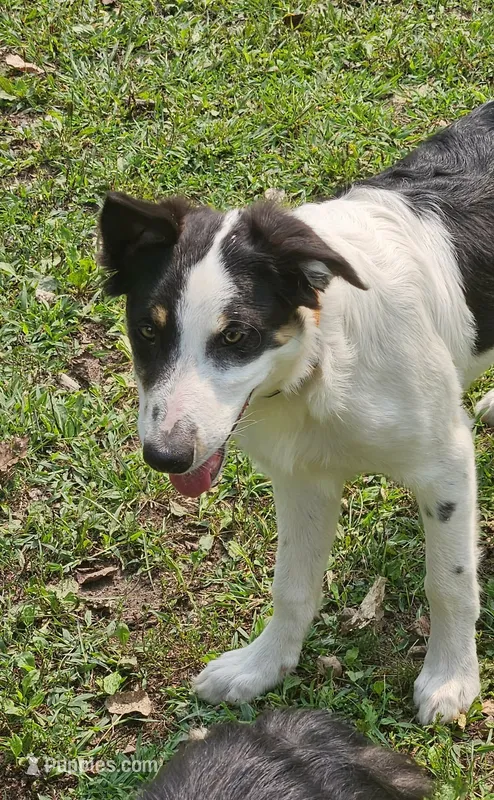 LTK's Póg Mo Thóin – Border Collie puppy for sale in New London, WI