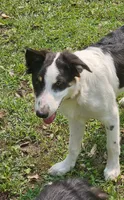LTK's Póg Mo Thóin, a male Border Collie for sale in New London, WI – 1 of 5