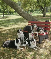 LTK's Póg Mo Thóin, a male Border Collie for sale in New London, WI – 5 of 5