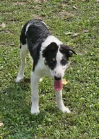 LTK's Póg Mo Thóin, a male Border Collie for sale in New London, WI – 4 of 5