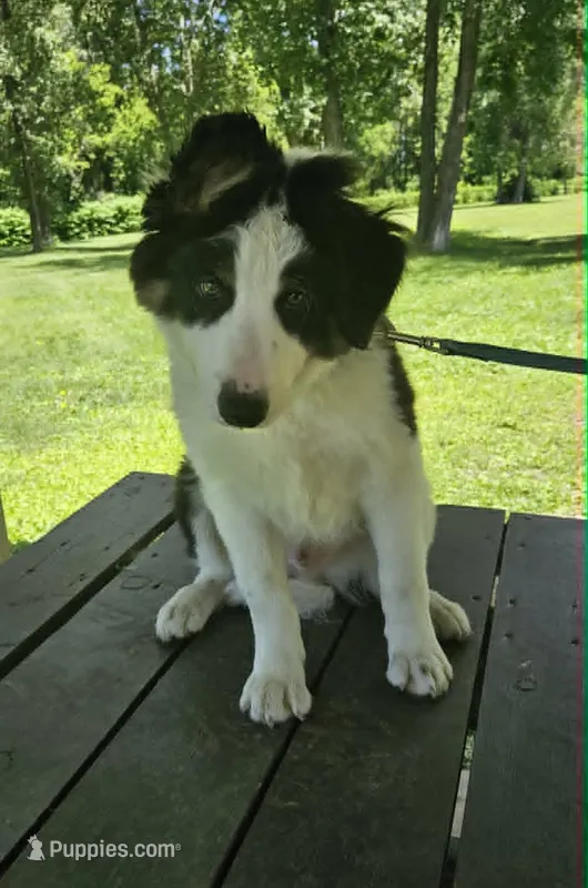 Scáth – Border Collie puppy for sale in New London, WI