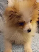 Petro, a male Pomeranian for sale in Slippery Rock, PA – Photo 2 of 2