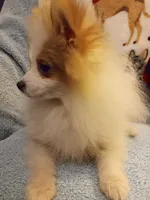 Petro, a male Pomeranian for sale in Slippery Rock, PA – Photo 1 of 2