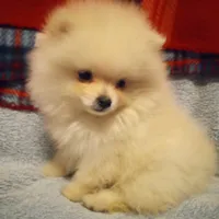 Chaz, a male Pomeranian for sale in Slippery Rock, PA – Photo 2 of 2